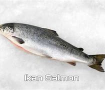 Ikan Salmon Dalam Bahasa Indonesia